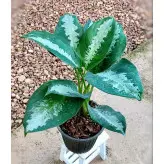 گیاه آگلونما حبابی گیاه آپارتمانی زیبا و مقاوم با ارتفاع حدود 50 سانتی متر