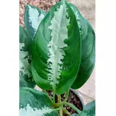 گیاه آگلونما حبابی گیاه آپارتمانی زیبا و مقاوم با ارتفاع حدود 50 سانتی متر