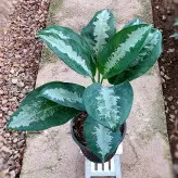 گیاه آگلونما حبابی گیاه آپارتمانی زیبا و مقاوم با ارتفاع حدود 50 سانتی متر