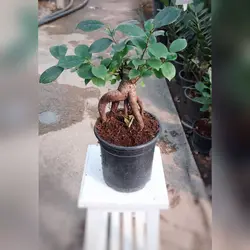 گل و گیاه آپارتمانی بنسای با ارتفاع حدود 20 سانتی متر