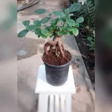 گل و گیاه آپارتمانی بنسای با ارتفاع حدود 20 سانتی متر