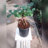 گل و گیاه آپارتمانی بنسای با ارتفاع حدود 20 سانتی متر