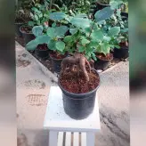 گل و گیاه آپارتمانی بنسای با ارتفاع حدود 20 سانتی متر