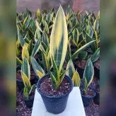 گل و گیاه آپارتمانی سانسوریا گلد فلیم