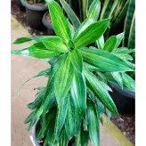 گیاه پیله موآ گیاه خاص و مقاوم با نگهداری آسان با ارتفاع حدود 50 سانتی متر