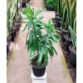 گیاه پیله موآ گیاه خاص و مقاوم با نگهداری آسان با ارتفاع حدود 50 سانتی متر