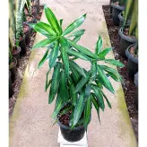 گیاه پیله موآ گیاه خاص و مقاوم با نگهداری آسان با ارتفاع حدود 50 سانتی متر