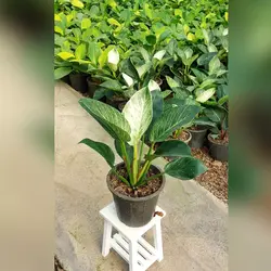 گل و گیاه آپارتمانی فیلودندرون برکین یک گیاه مقاوم و جذاب