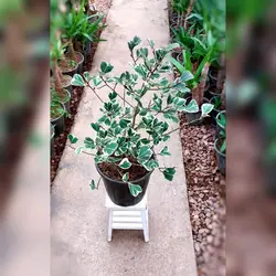 گیاه آپارتمانی فیکوس دلتا کمیاب و بسیار زیبا