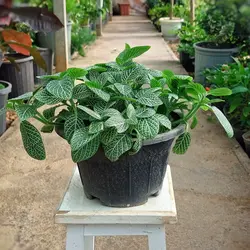 گیاه فیتونیا مناسب برای تراریوم