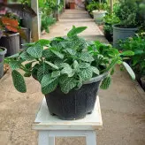 گیاه فیتونیا مناسب برای تراریوم