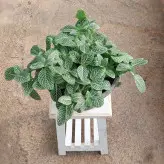 گیاه فیتونیا مناسب برای تراریوم