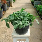 گیاه فیتونیا مناسب برای تراریوم