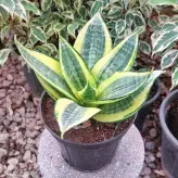 گل و گیاه آپارتمانی سانسوریا هانی گلد