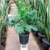 گیاه شامادورا پر غلاف و سایز بزرگ با ارتفاع حدود 70 سانتی متر