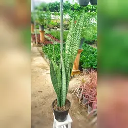 سانسوریا سبز شمشیری 3 غلاف گیاه آپارتمانی مقاوم با ارتفاع حدود 70 سانتی متر