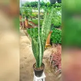 سانسوریا سبز شمشیری 3 غلاف گیاه آپارتمانی مقاوم با ارتفاع حدود 70 سانتی متر