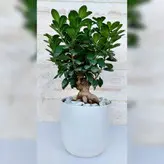 بنسای جنیسینگ گیاه آپارتمانی خاص و مقاوم همراه با گلدان سرامیکی