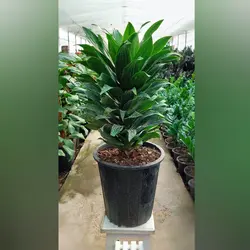 گیاه دراسنا کامپکت سبز با کیفیت و درجه یک با ارتفاع حدود 45 سانتی متر
