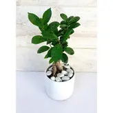 بنسای جنیسینگ گیاه آپارتمانی خاص و زیبا با گلدان سرامیکی