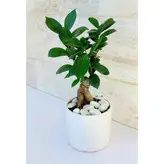 بنسای جنیسینگ گیاه آپارتمانی خاص و زیبا با گلدان سرامیکی