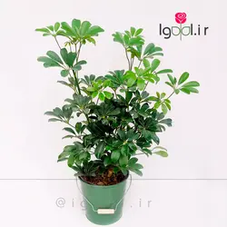 گیاه شفلرا سبز با گلدان فلزی