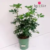 گیاه شفلرا سبز با گلدان فلزی