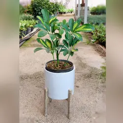 گیاه شفلرا ابلق به همراه گلدان پلیمری با پایه پلیمری و زیر گلدانی