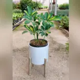 گیاه شفلرا ابلق به همراه گلدان پلیمری با پایه پلیمری و زیر گلدانی