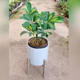 گیاه شفلرا ابلق به همراه گلدان پلیمری با پایه پلیمری و زیر گلدانی