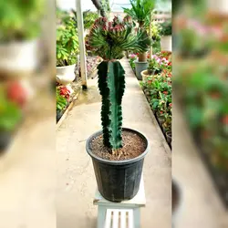 کاکتوس دفرمه پیوندی زیبا با پایه کاکتوس چرمی با ارتفاع حدود 40 سانتی متر
