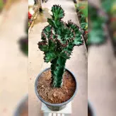 کاکتوس دفرمه پیوندی زیبا با پایه کاکتوس چرمی با ارتفاع حدود 40 سانتی متر