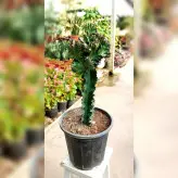 کاکتوس دفرمه پیوندی زیبا با پایه کاکتوس چرمی با ارتفاع حدود 40 سانتی متر