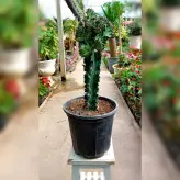 کاکتوس دفرمه پیوندی زیبا با پایه کاکتوس چرمی با ارتفاع حدود 40 سانتی متر