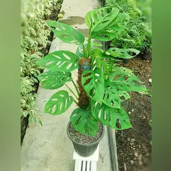 پتوس حصیری چماقی برگ پهن با ارتفاع 65 سانتی متر