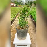 پک 2 عددی گیاه رزماری سایز گلدان