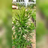 پک 2 عددی گیاه رزماری سایز گلدان