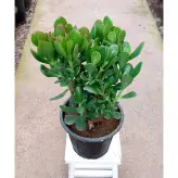 گیاه کراسولا یشم با کیفیت پر و سرحال با ارتفاع حدود 35 سانتی متر