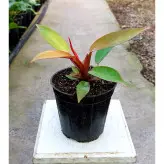 گیاه فیلودندرون پرتقالی زیبا و با کیفیت سایز کوچک گیاه آپارتمانی مقاوم و ماندگار