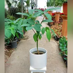 گیاه شفلرا آمیت با گلدان سرامیکی