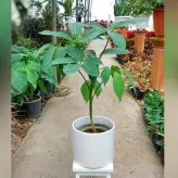 گیاه شفلرا آمیت با گلدان سرامیکی