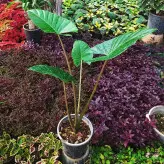 بابا آدم تنه قرمز گیاه آپارتمانی با ارتفاع 90 سانتی متر با کیفیت عالی