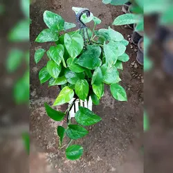 پتوس سبز آویز گیاه آپارتمانی بسیار مقاوم مخصوص افراد مبتدی