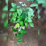 پتوس سبز آویز گیاه آپارتمانی بسیار مقاوم مخصوص افراد مبتدی