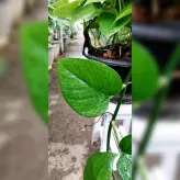 پتوس سبز آویز گیاه آپارتمانی بسیار مقاوم مخصوص افراد مبتدی