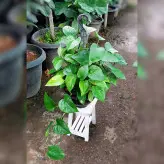 پتوس سبز آویز گیاه آپارتمانی بسیار مقاوم مخصوص افراد مبتدی