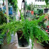 گیاه سرخس بوستون بسیار مقاوم و با کیفیت