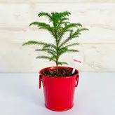 کاج مطبق گیاه آپارتمانی دکوراتیو به همراه گلدان فلزی هدیه یلدایی زیبا و خاص