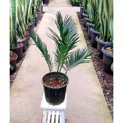 گیاه سیکاس بنسای شده گیاه آپارتمانی بسیار مقاوم با ارتفاع حدود 40 سانتی متر