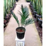 گیاه سیکاس بنسای شده گیاه آپارتمانی بسیار مقاوم با ارتفاع حدود 40 سانتی متر